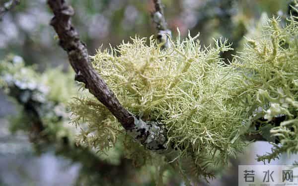 12月12日今日生肖，生肖蛇，会有事发生！