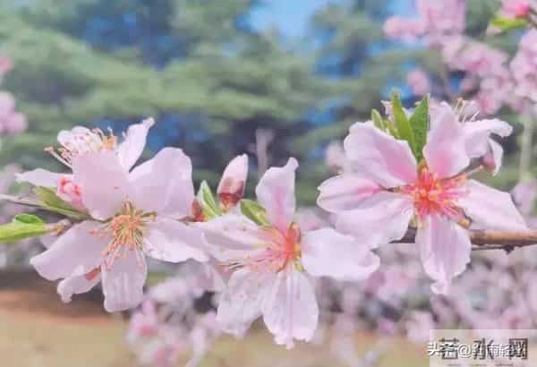 女人对你动情了，会有哪些细微动作？哪怕只触碰一个，她已难自控