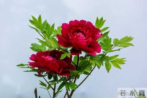 52岁保姆再婚第一晚崩溃：中年爱情，哪有那么多浪漫