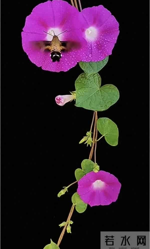 娘家有人（三十）