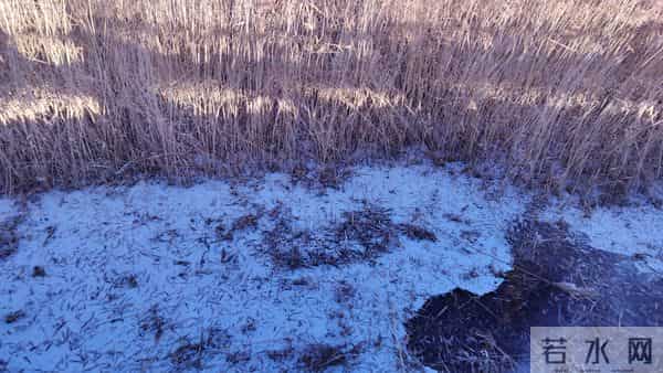 散文- 入冬的第一场雪