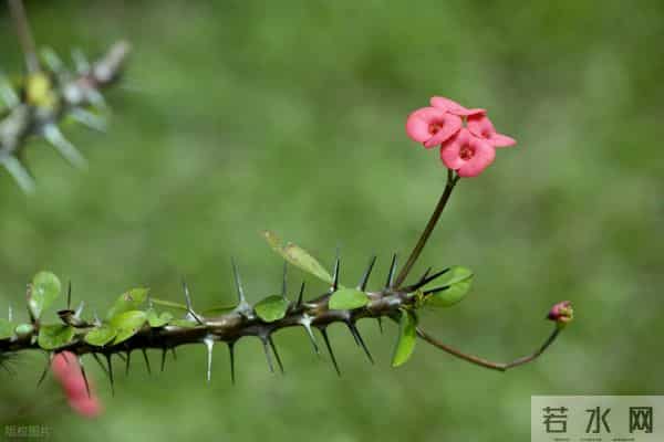 灵性很高，自带隐形光环的星座：步步穿篱入静幽，自有清风对碧流