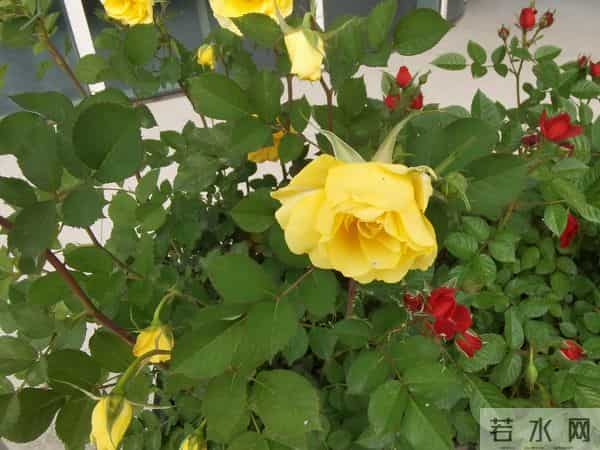 短篇小说-婚后坦白