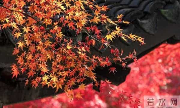 老了才明白：父母一旦超过75，立刻停止3种行为，否则晚景会凄凉