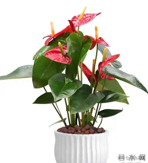 看一个女人有没有福报，不是看脸，而是看她身上有没有这五个特征