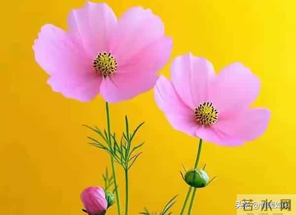 两性交往，这些“肉麻话”，女人很爱听，尤其是过了中年的女人