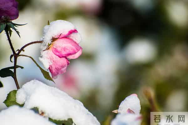 时光浅，冬日浓，岁月正迭新