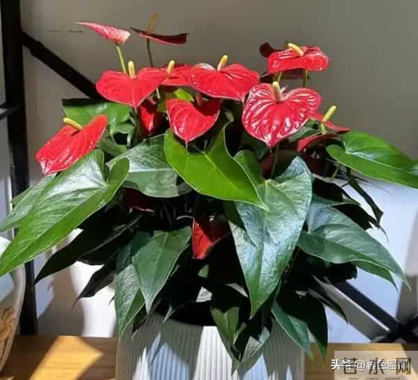 看一个女人有没有福报，不是看脸，而是看她身上有没有这五个特征