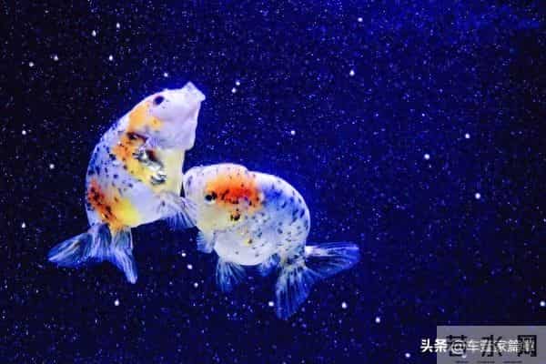 当缘分来敲门：12月这些星座的桃花运势最强