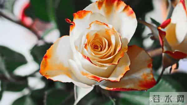 12月11日星期四，辰龙要“笑醒”了，你将会遇见你最大的2位贵人