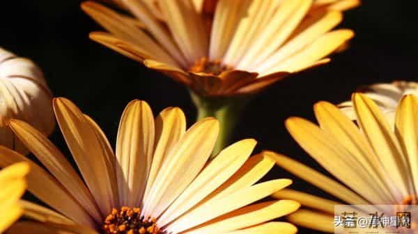 巨蟹，第二名：12月11号至14号，尤其是12号，得跟你说个实在话！