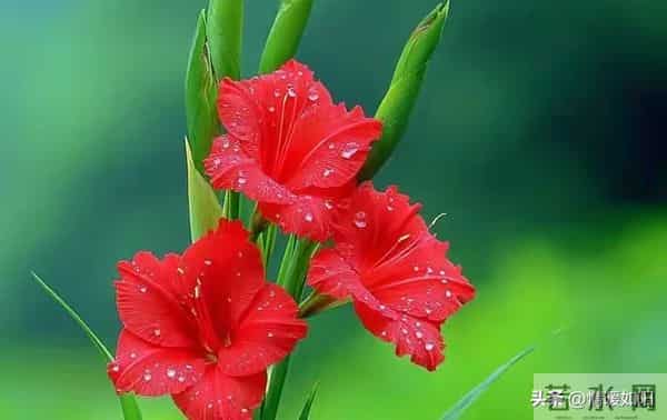 两性交往，这些“肉麻话”，女人很爱听，尤其是过了中年的女人