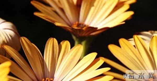 金牛座注意！10号天降横财，错过悔三年！