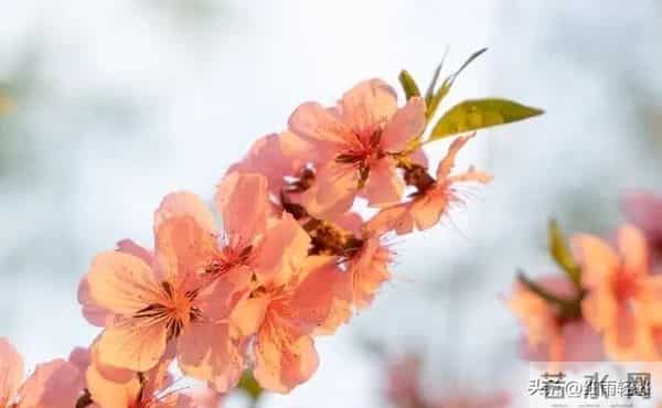 女人对你动情了，会有哪些细微动作？哪怕只触碰一个，她已难自控