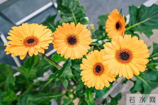 当遇见心头蜜糖宝贝，大声勇敢说爱，不负卿来不负己，让人间值得