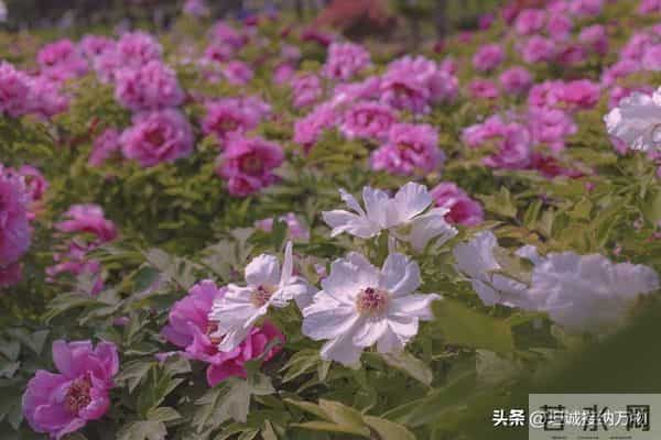 两性关系：两性相处中，最舒适的语句基于尊重、共情和真诚