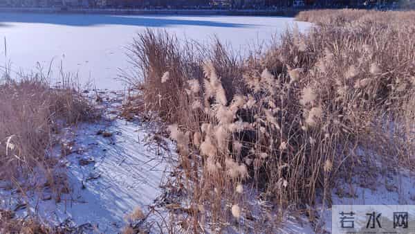 散文- 入冬的第一场雪