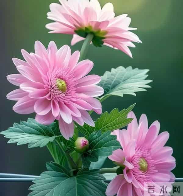 我认定你了，今生不会再改了