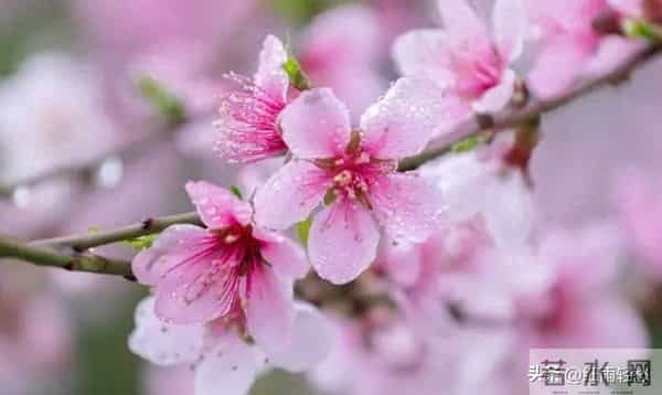 女人对你动情了，会有哪些细微动作？哪怕只触碰一个，她已难自控