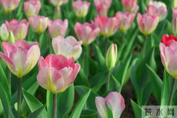 面对爱而不得的人，最好的方式，其实就一个字