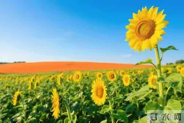 年过五十的70后夫妻,如果只有一个儿子,请尽量做到“五个要”