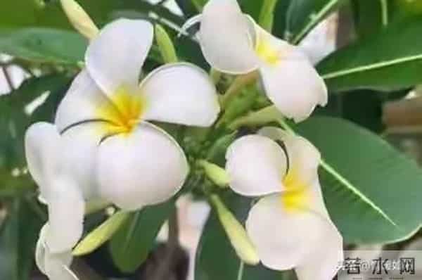 两性交往，这些“肉麻话”，女人很爱听，尤其是过了中年的女人