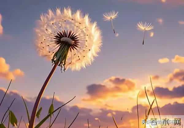 晚年最不缺“靠山”的星座女：儿子是铠甲，女儿是软糖