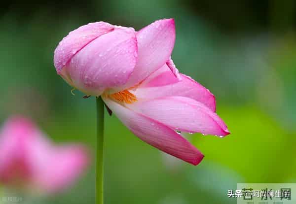 兄弟姐妹翻脸后，老大一定要主动低头认错和解，不然后悔终身！