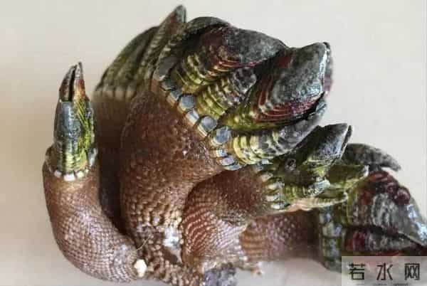 湛江婆婆用一个小时做饭，重庆媳妇却吃不下，网友：没见过世面