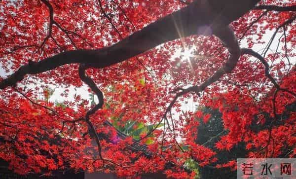 老了才明白：父母一旦超过75，立刻停止3种行为，否则晚景会凄凉