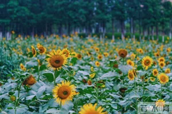 好好活着， 便是人生最好的答案