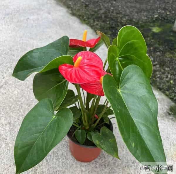 看一个女人有没有福报，不是看脸，而是看她身上有没有这五个特征