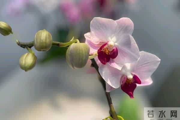 考上大学我妈给我侄子10000元，给我儿子2000，还让我不要不平衡