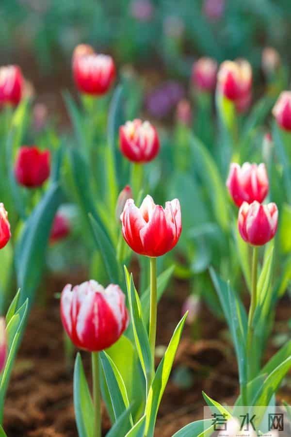 面对爱而不得的人，最好的方式，其实就一个字