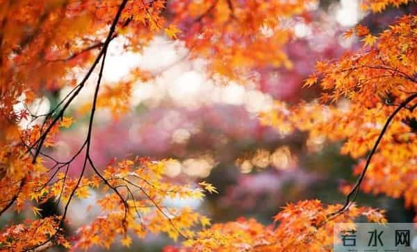 老了才明白：父母一旦超过75，立刻停止3种行为，否则晚景会凄凉