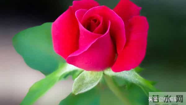 12月12日星期五，戌狗，可能会有小事发生