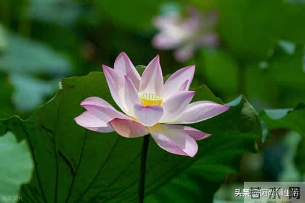 兄弟姐妹翻脸后，老大一定要主动低头认错和解，不然后悔终身！