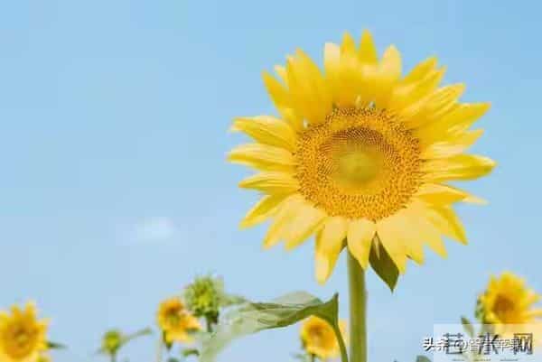 金牛座注意！10号天降横财，错过悔三年！