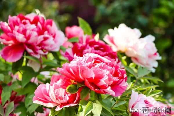 两性关系：两性相处中，最舒适的语句基于尊重、共情和真诚