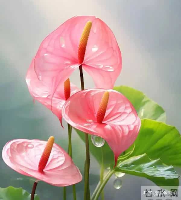 看一个女人有没有福报，不是看脸，而是看她身上有没有这五个特征