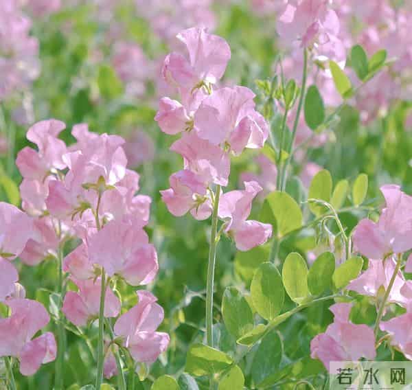 一心一意待你，全心全意疼爱你