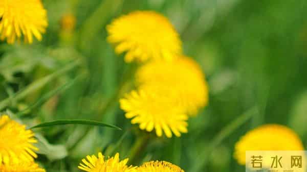 12月11日今日星座，处女座