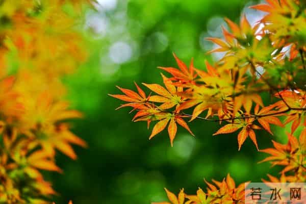 我的心,我的爱,一直与你在一起