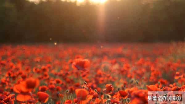 12月12日，处女座，未来11日，会有大的事发生！