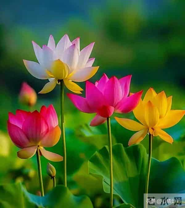 年过五十的70后夫妻,如果只有一个儿子,请尽量做到“五个要”