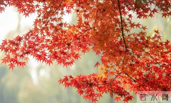 老了才明白：父母一旦超过75，立刻停止3种行为，否则晚景会凄凉