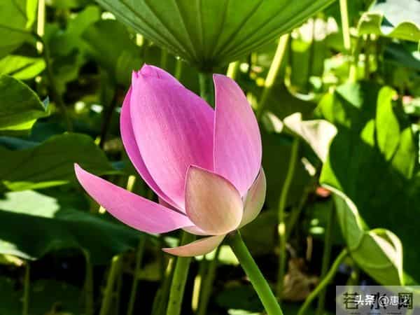 结婚不是要找一个对你好的人，而是要找一个从根上就很好的人