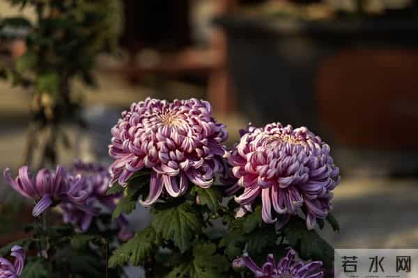 当遇见心头蜜糖宝贝，大声勇敢说爱，不负卿来不负己，让人间值得