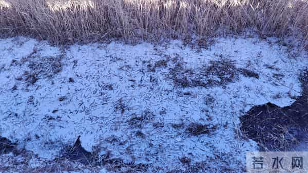 散文- 入冬的第一场雪