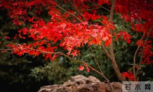 老了才明白：父母一旦超过75，立刻停止3种行为，否则晚景会凄凉